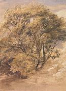 Samuel Palmer The Willow USA oil painting artist